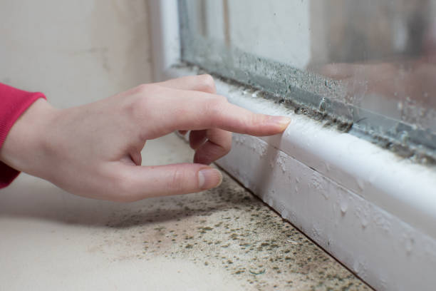 Mold Remediation for Rental Properties in De Graff, OH